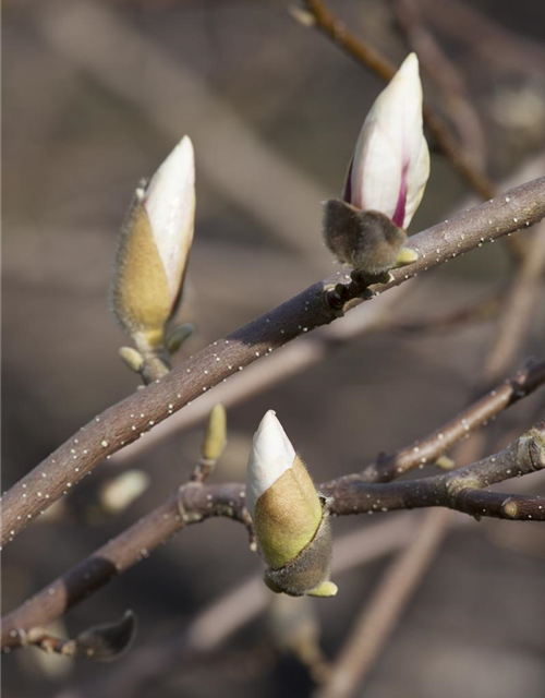 Magnolia loebneri Merrill