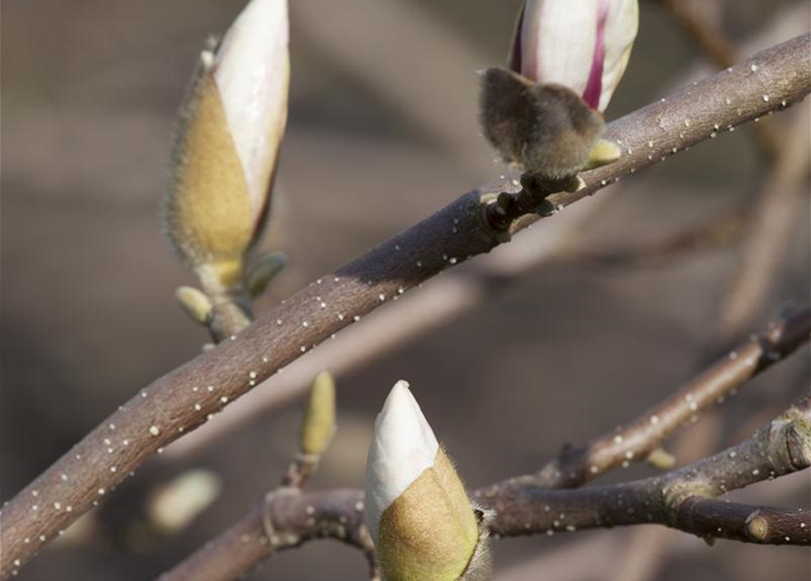 Magnolia loebneri Merrill