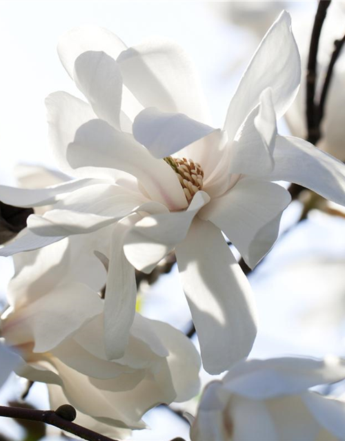 Magnolia loebneri Merrill