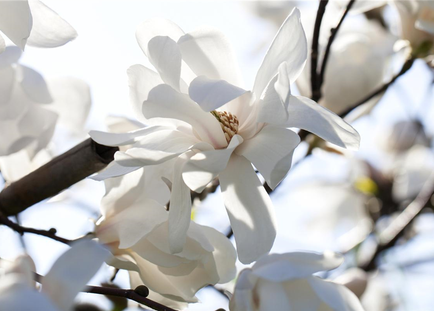 Magnolia loebneri Merrill