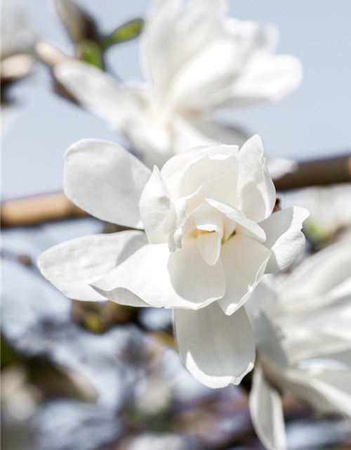 Magnolia loebneri Merrill