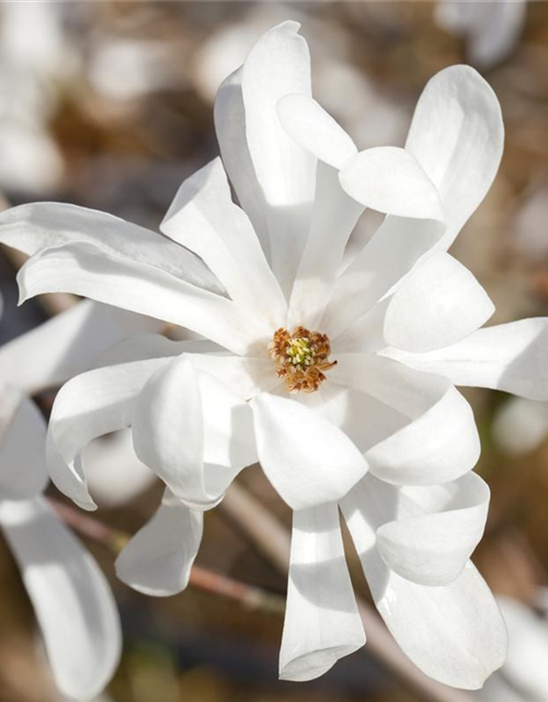 Magnolia loebneri Merrill