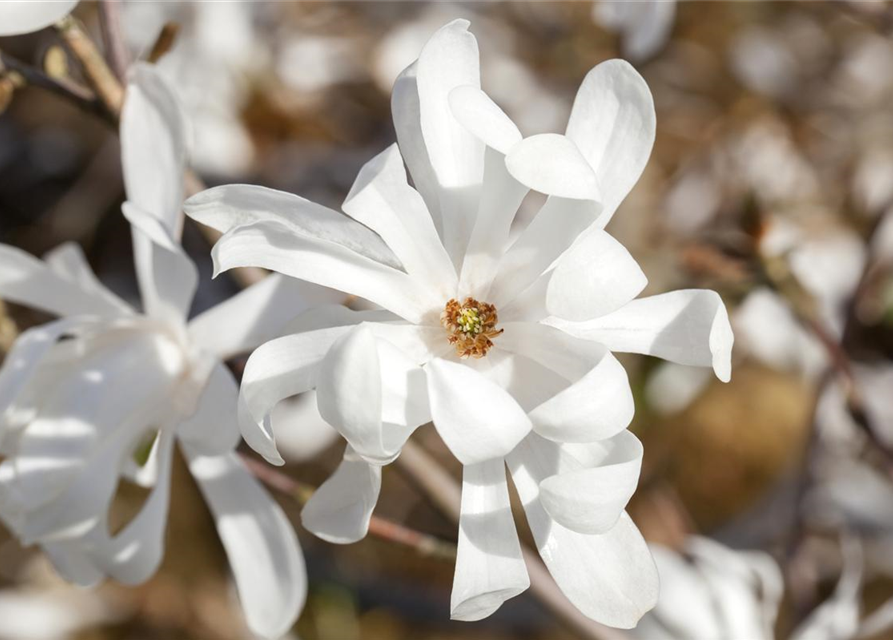 Magnolia loebneri Merrill