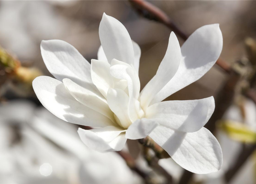 Magnolia loebneri Merrill