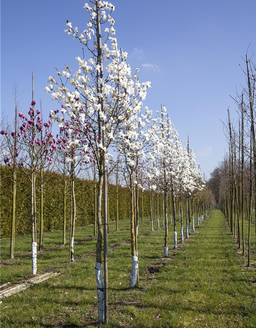 Magnolia loebneri Merrill