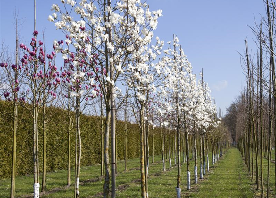 Magnolia loebneri Merrill