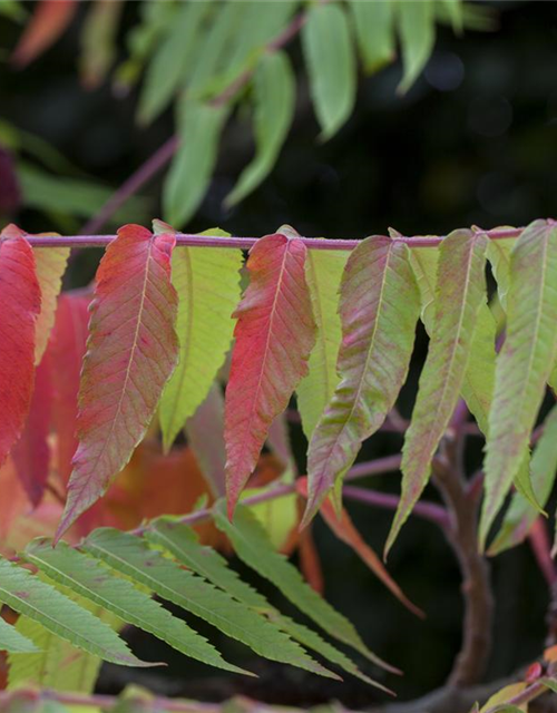 Rhus typhina