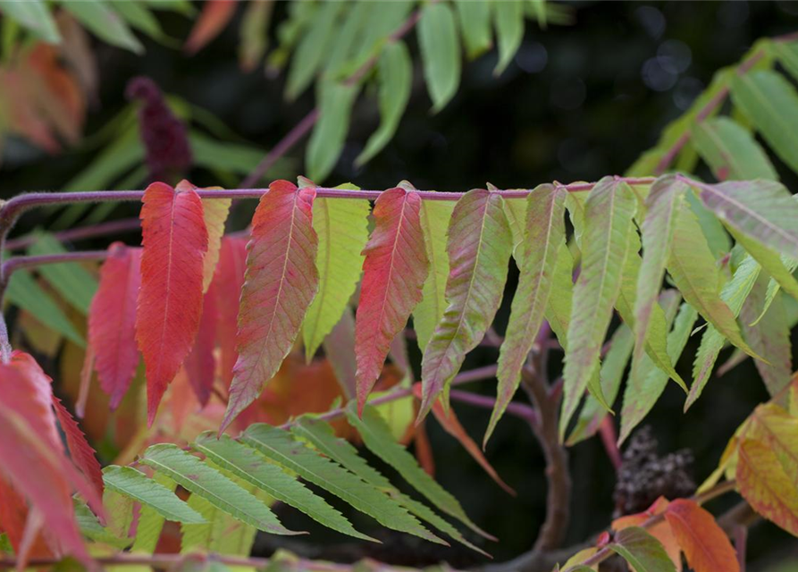 Rhus typhina