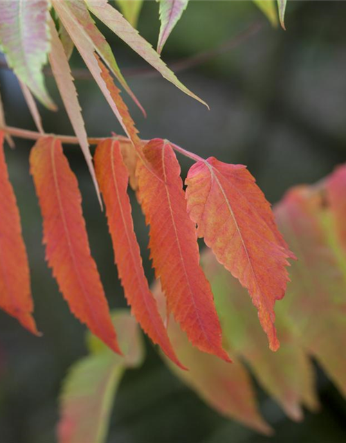 Rhus typhina