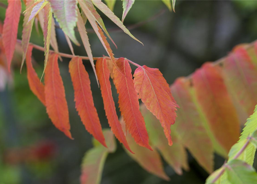 Rhus typhina