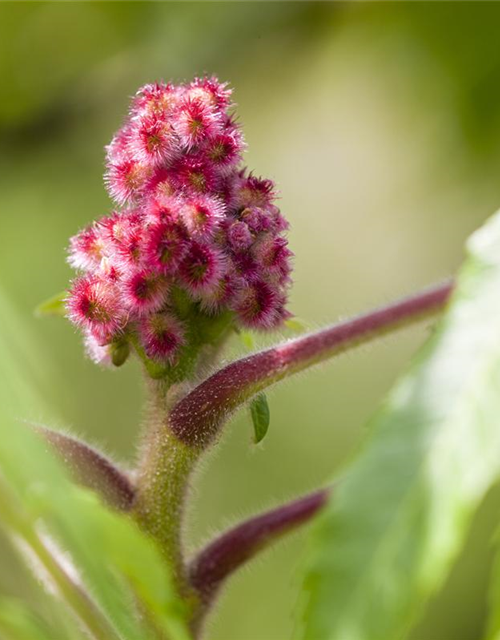 Rhus typhina