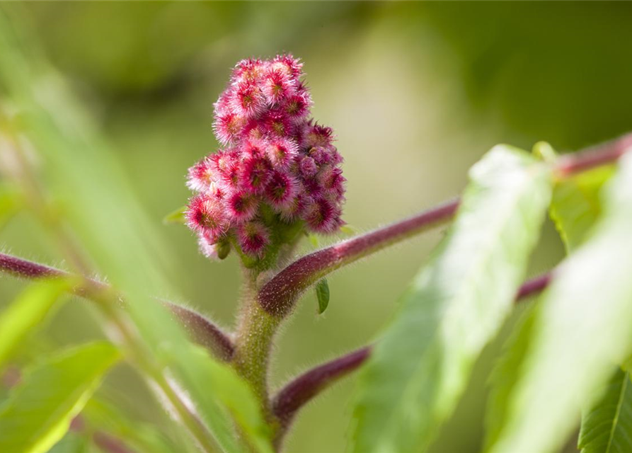 Rhus typhina