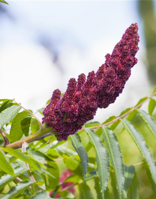 Rhus typhina