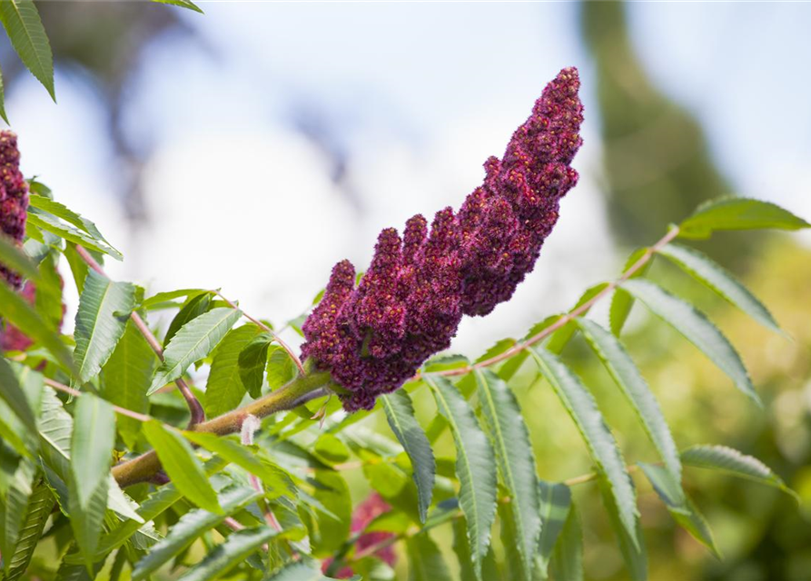 Rhus typhina