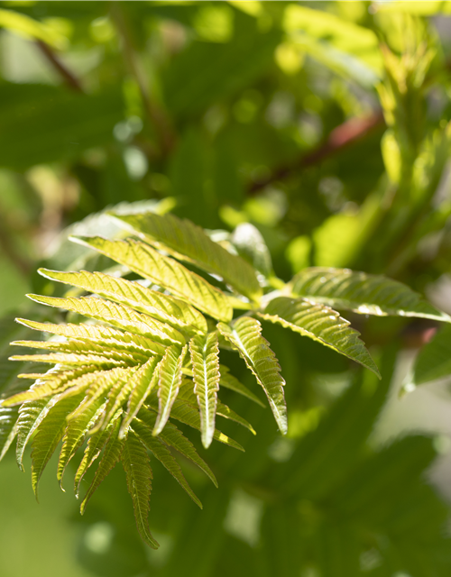 Rhus typhina