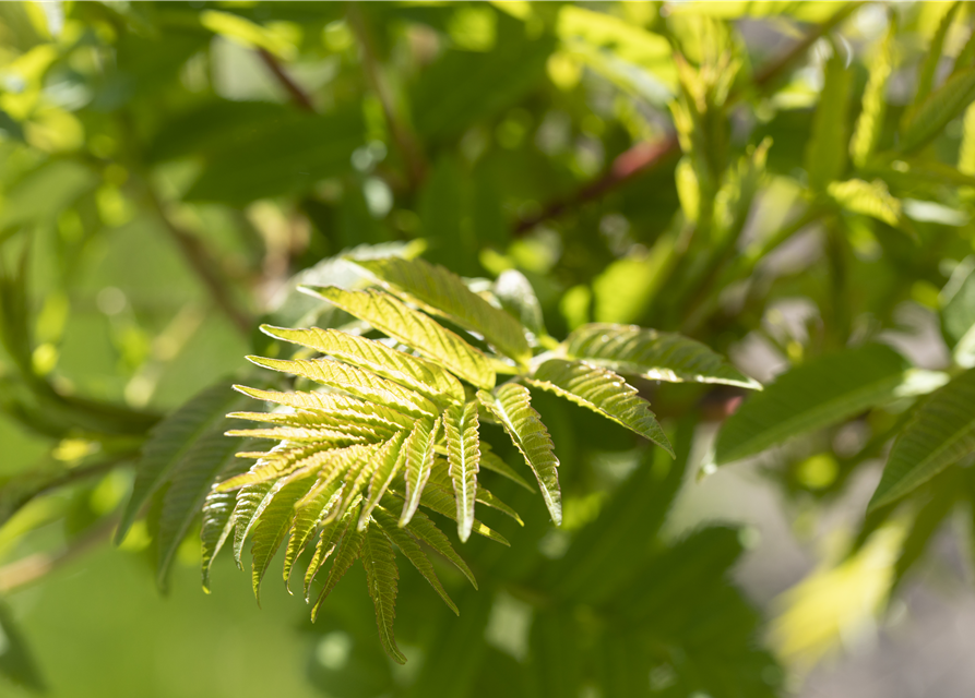 Rhus typhina