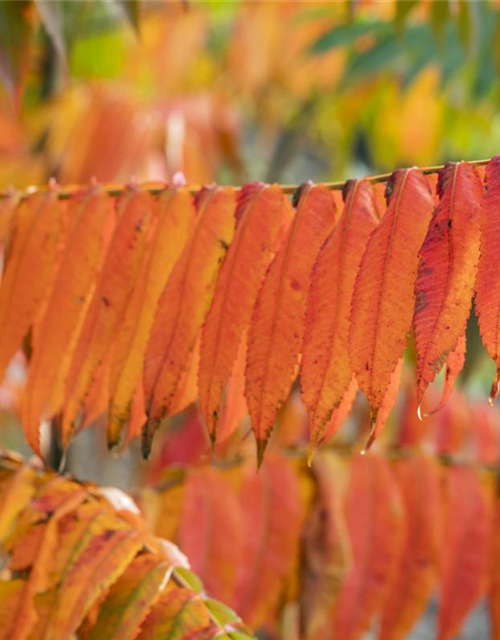 Rhus typhina