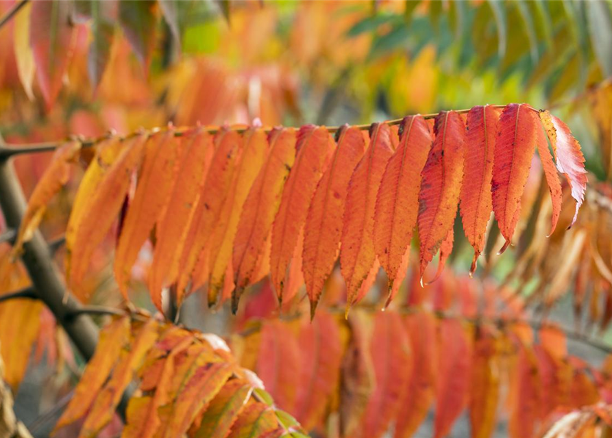 Rhus typhina