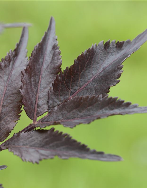 Sambucus nigra Black Beauty