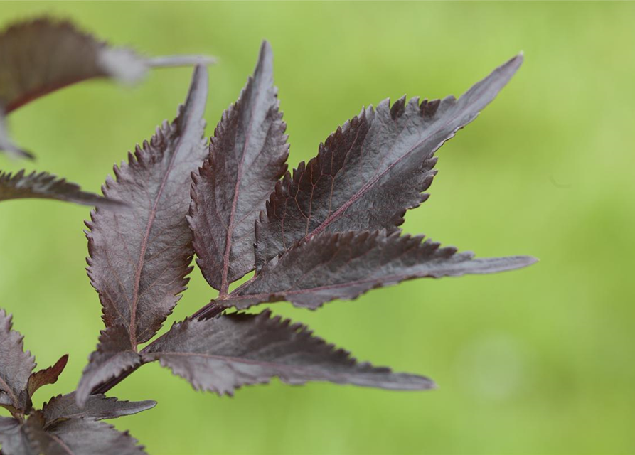 Sambucus nigra Black Beauty