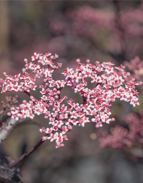 Sambucus nigra Black Beauty