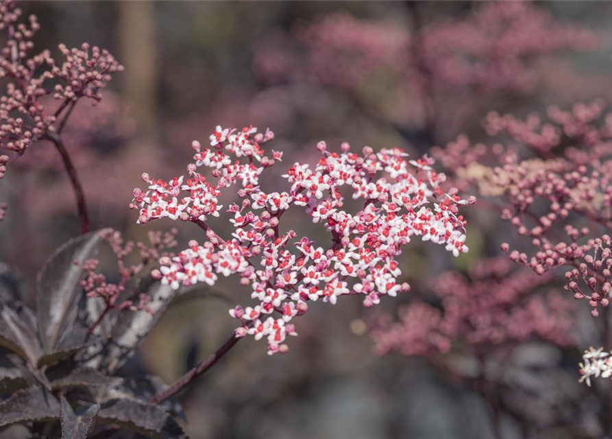 Sambucus nigra Black Beauty