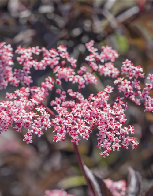 Sambucus nigra Black Beauty