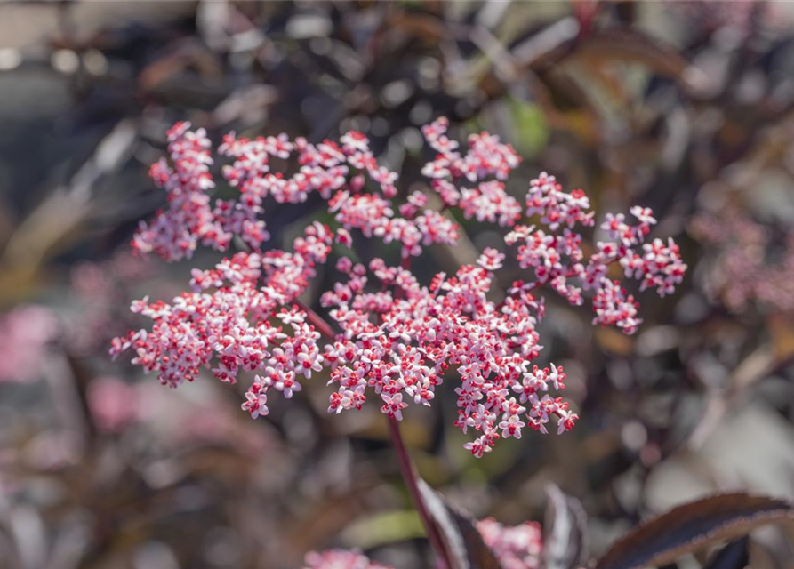 Sambucus nigra Black Beauty