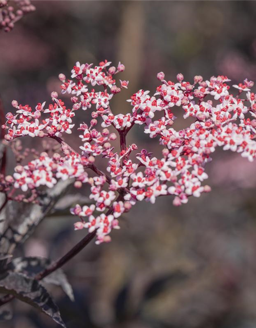 Sambucus nigra Black Beauty