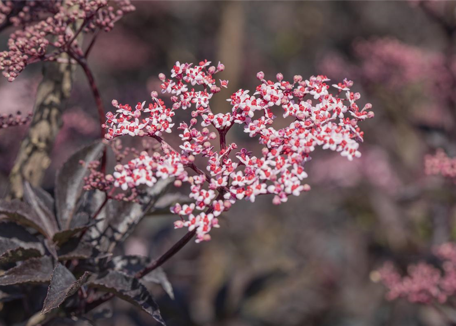 Sambucus nigra Black Beauty