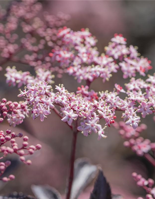 Sambucus nigra Black Beauty