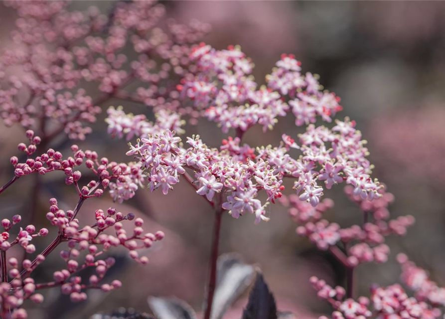 Sambucus nigra Black Beauty