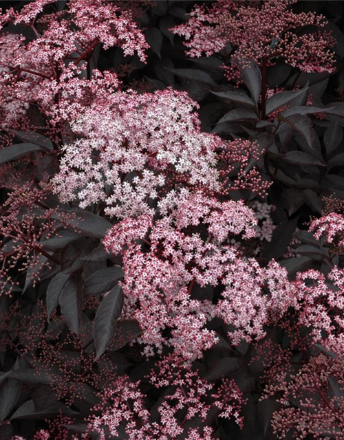 Sambucus nigra Black Beauty