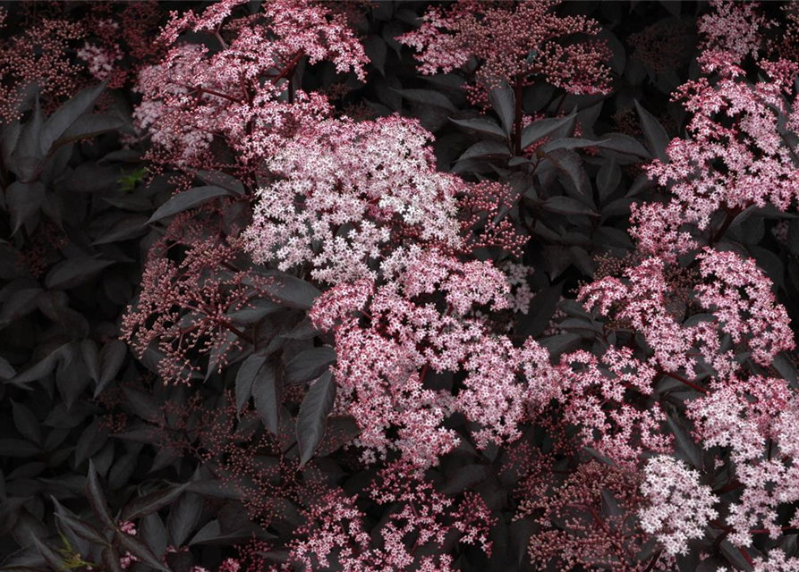 Sambucus nigra Black Beauty