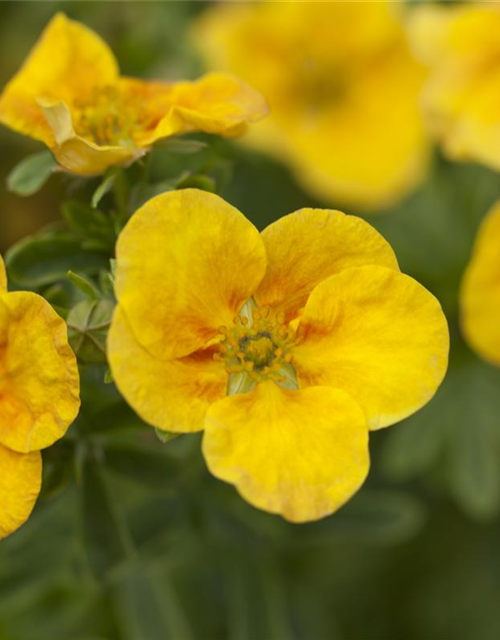 Potentilla fruticosa Mango Tango