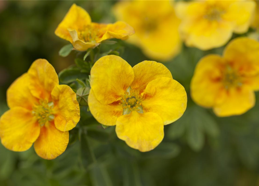 Potentilla fruticosa Mango Tango