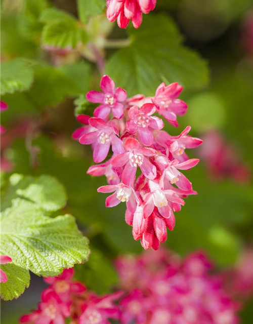 Ribes sanguineum King Edward VII