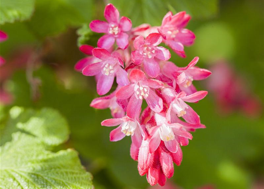 Ribes sanguineum King Edward VII