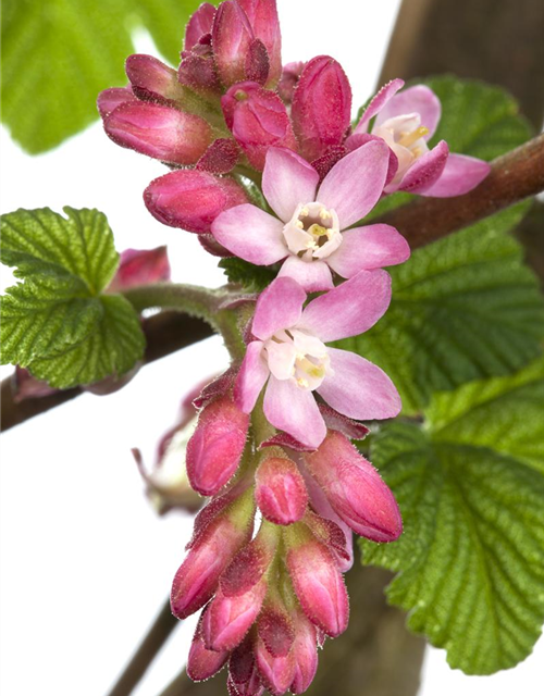 Ribes sanguineum King Edward VII