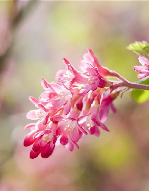 Ribes sanguineum King Edward VII