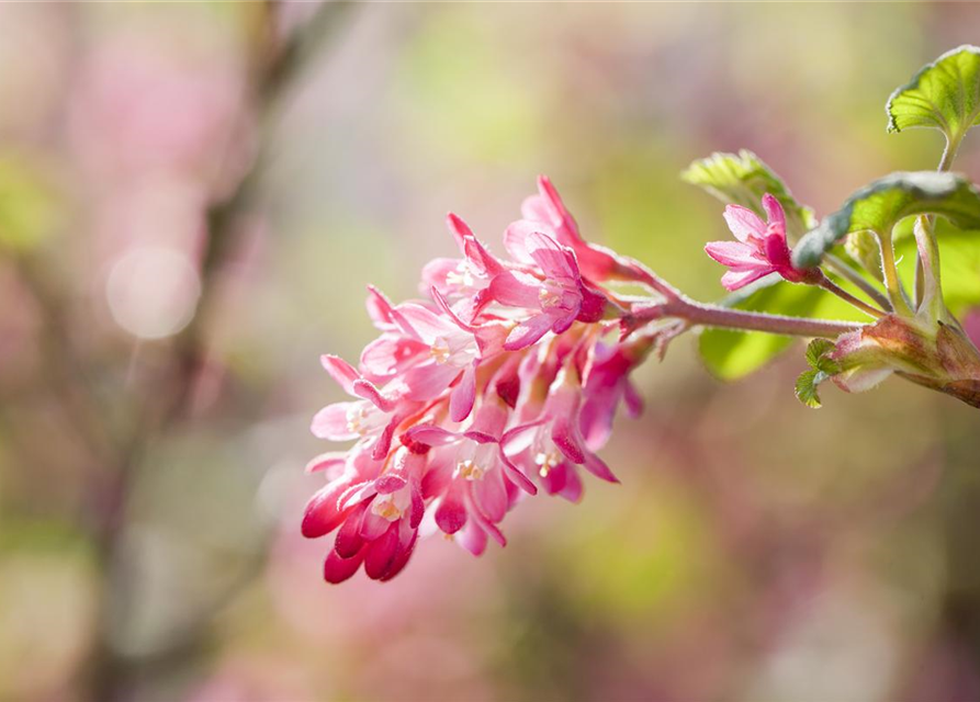 Ribes sanguineum King Edward VII