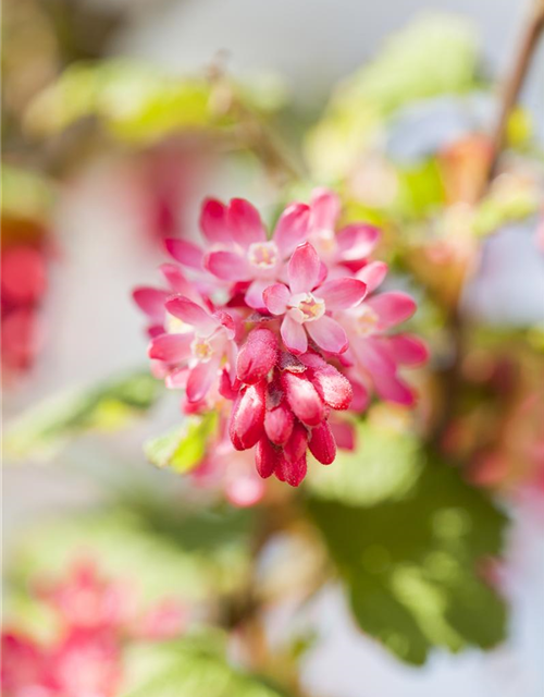 Ribes sanguineum King Edward VII