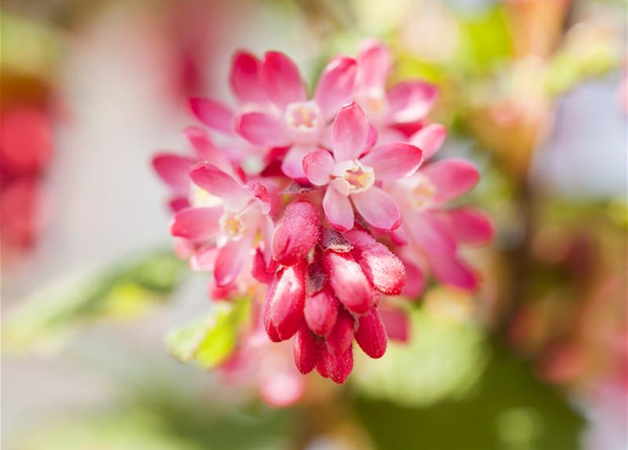 Ribes sanguineum King Edward VII