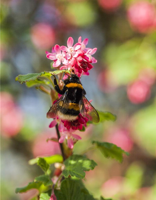 Ribes sanguineum King Edward VII