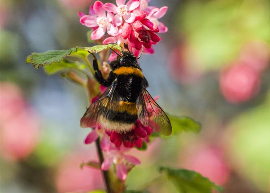 Ribes sanguineum King Edward VII