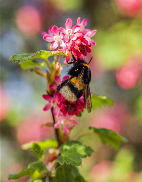 Ribes sanguineum King Edward VII