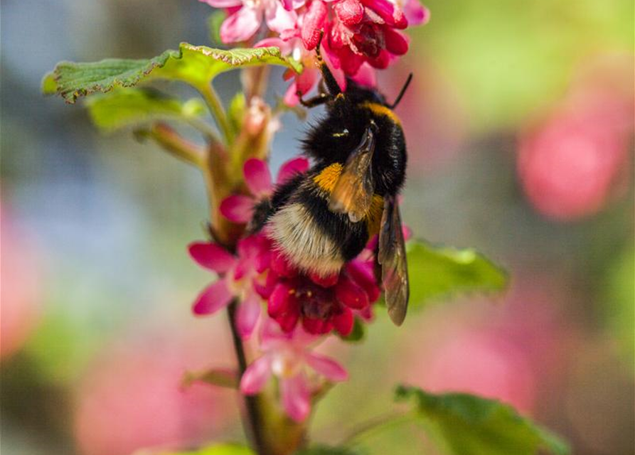 Ribes sanguineum King Edward VII