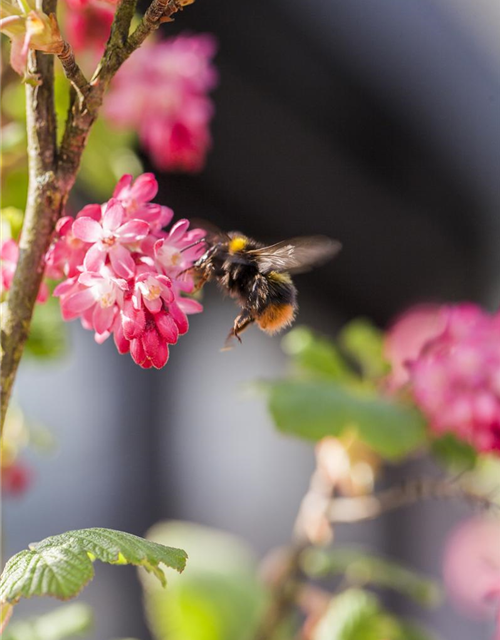 Ribes sanguineum King Edward VII