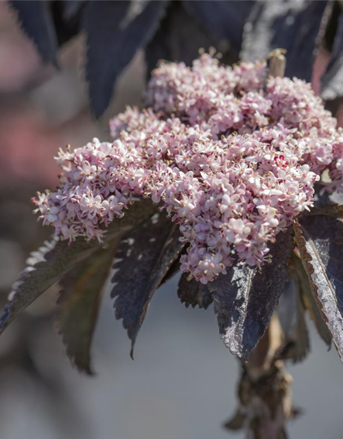 Sambucus nigra Black Tower