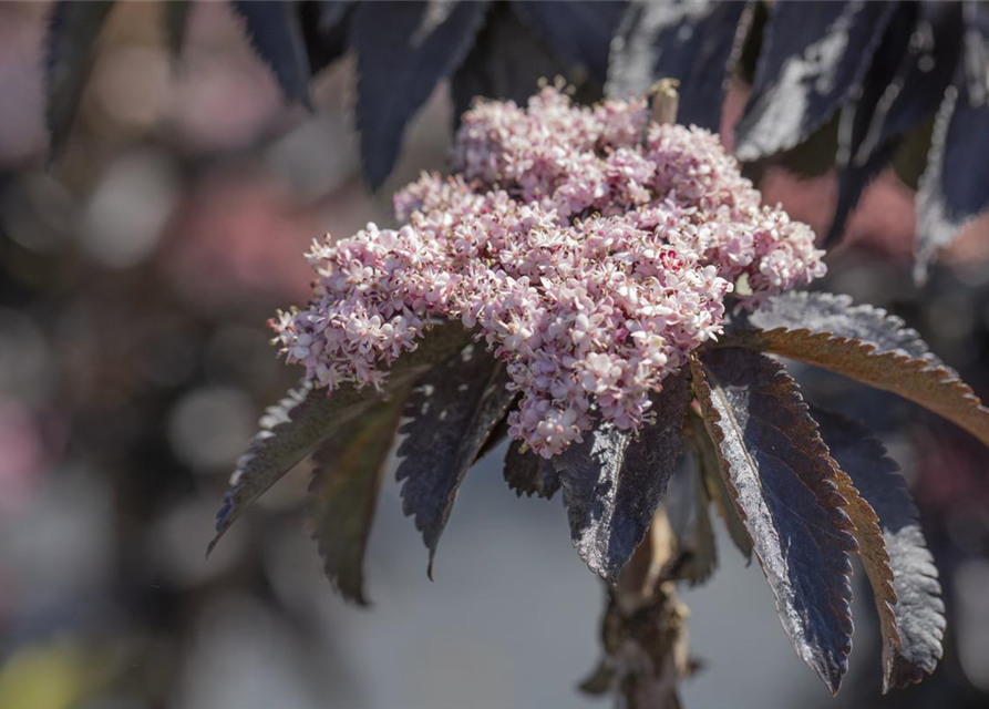 Sambucus nigra Black Tower